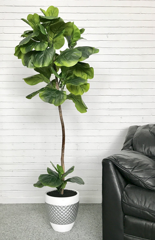 FiddleLeaf Fig Floor Palm Tree in Pot & Reviews Joss & Main